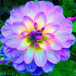 Meet your Posher, Miranda